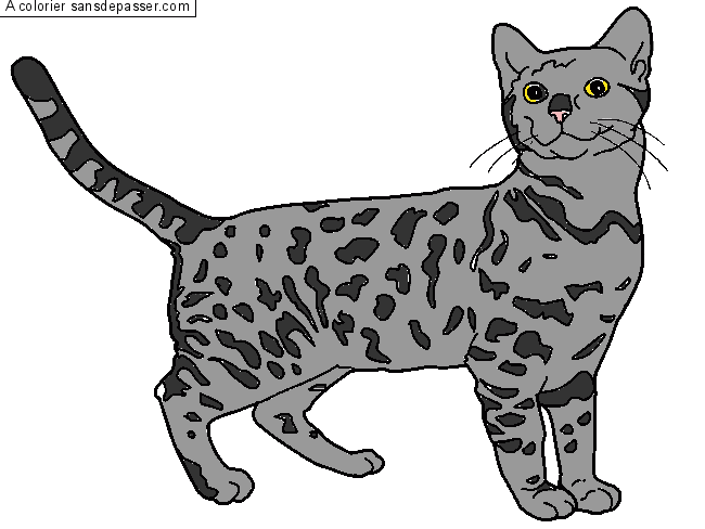 Coloriage Chat Bengal